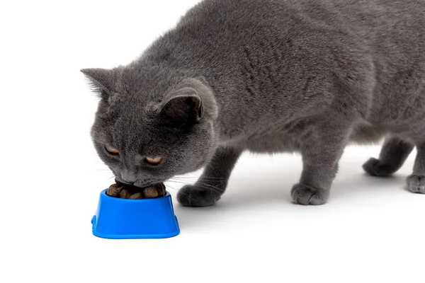 Gato comiendo comida de un tazón sobre un fondo blanco . — Foto de Stock