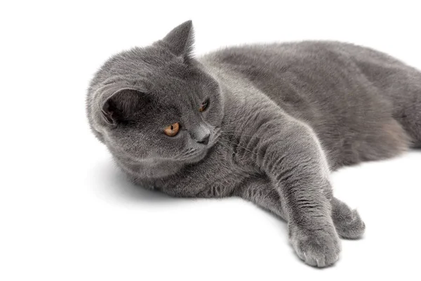 Gray cat close-up on a white background — Stock Photo, Image