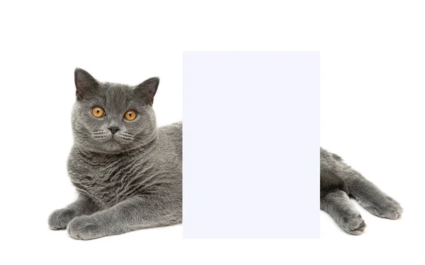 Gato fica atrás de um banner em um fundo branco — Fotografia de Stock