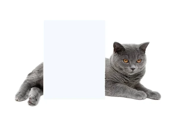 Gato cinza fica atrás de um banner em um fundo branco — Fotografia de Stock