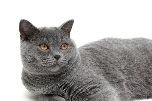 Bel gatto con gli occhi gialli da vicino su uno sfondo bianco — Foto Stock