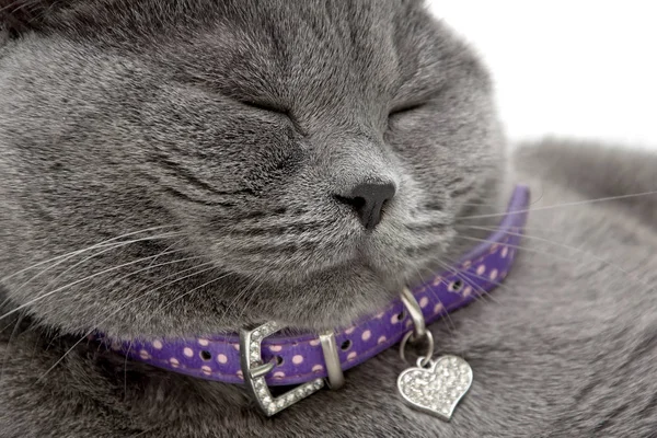 Portrait of a sleeping cat in a purple collar — Stock Photo, Image