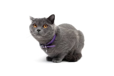 kedi tasması var beyaz bir arka plan üzerinde