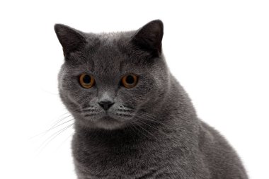 Beyaz bir arka planda Gri kedi portresi.