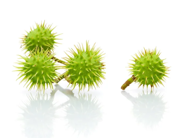 Castanhas verdes sobre um fundo branco com reflexão — Fotografia de Stock