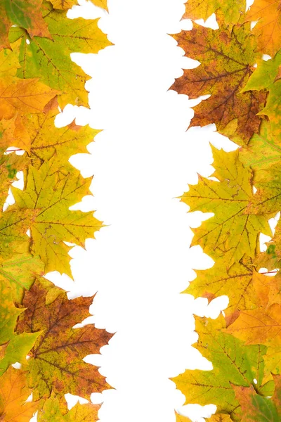 Feuilles d'érable d'automne sur fond blanc — Photo