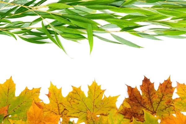 Autumn leaves of willow and maple on a white background — Stock Photo, Image