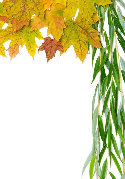 Autumn maple leaves and willow branch on a white background — Stock Photo, Image