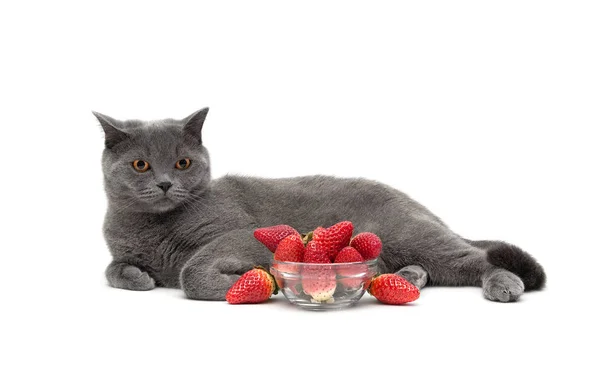 Graue Katze und reife Erdbeeren auf weißem Hintergrund. — Stockfoto