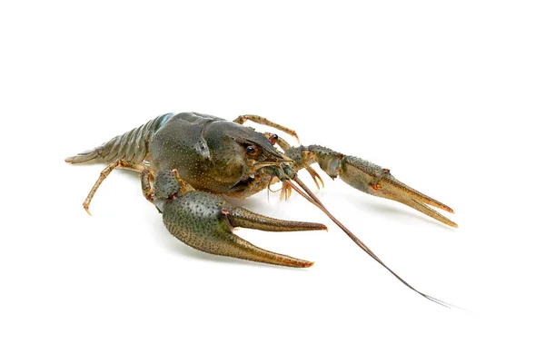 Live crayfish isolated on white background. — Stock Photo, Image