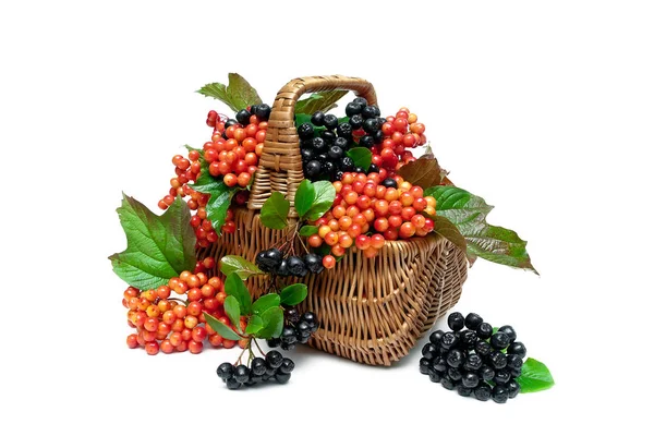 Cesta com bagas de um guelder-aumentou e chokeberry em um branco — Fotografia de Stock