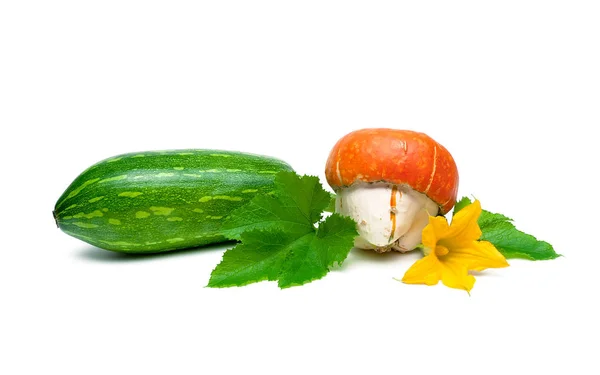 Pumpkin and zucchini isolated on a white background close-up — Stock Photo, Image
