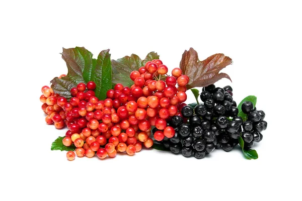 Berries of a viburnum and a chokeberry on a white background — Stock Photo, Image