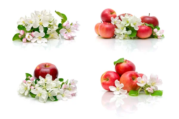 Спелые яблоки и цветы яблони на белом фоне . — стоковое фото