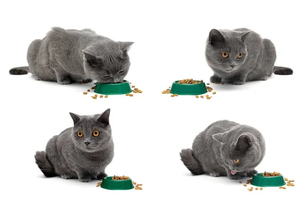 Šedá kočka sedí vedle mísa potravin na bílém pozadí — Stock fotografie