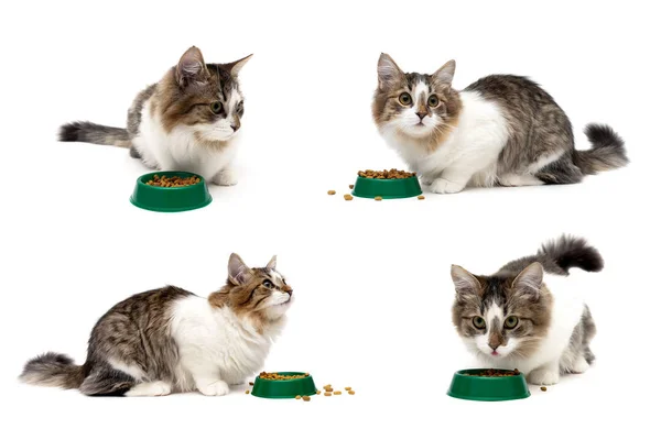 Kočka sedí vedle mísa potravin na bílém pozadí — Stock fotografie
