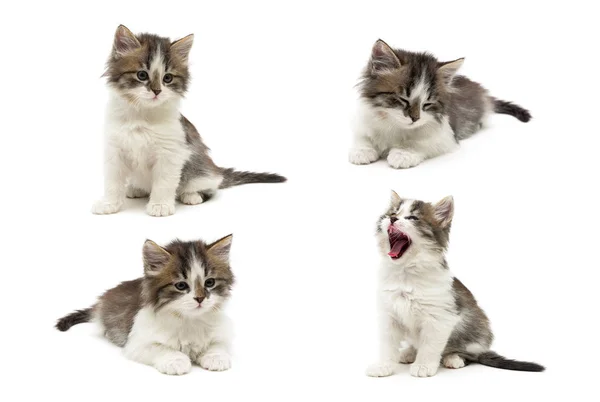 Pequeno gatinho fofo em um fundo branco . — Fotografia de Stock