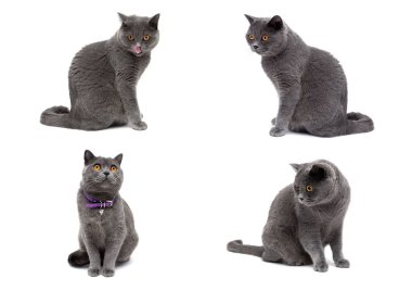 Gri kedi beyaz arkaplanda izole edildi