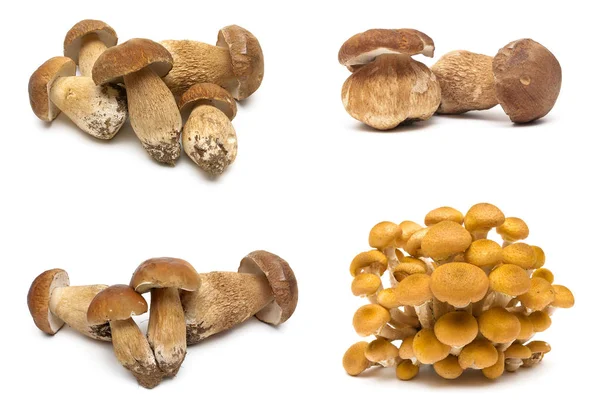 Fresh forest mushrooms on a white background. — Stock Photo, Image