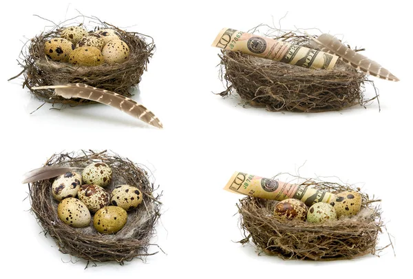 Eieren en geld liggen in een nest op een witte achtergrond. — Stockfoto