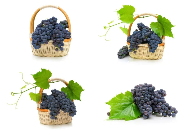 Ripe bunches of dark grapes on a white background. — Stock Photo, Image