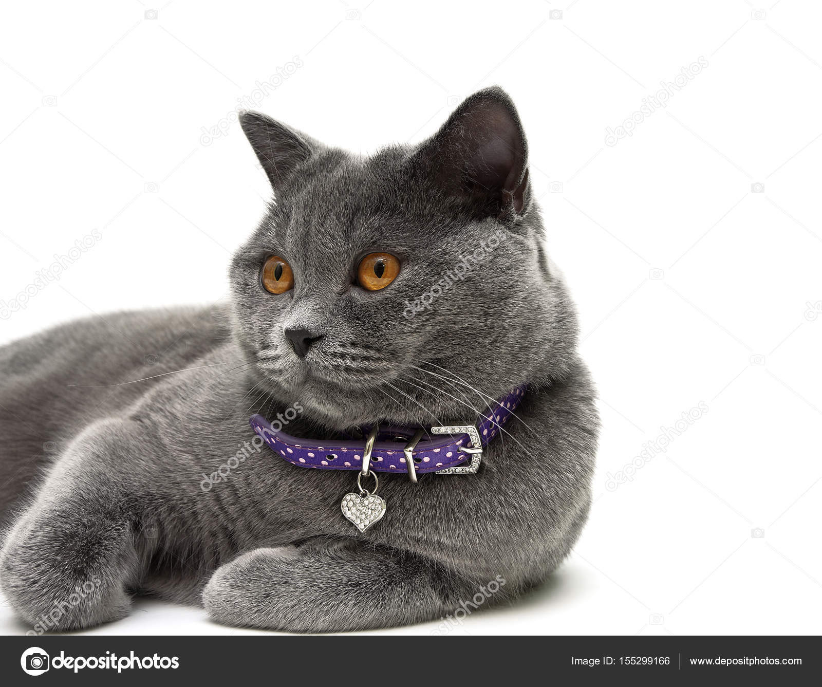 Porträt Einer Graue Katze Mit Gelben Augen Weißer