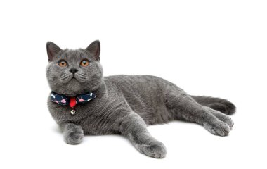 yaka beyaz zemin üzerinde bir yay ile de kedi