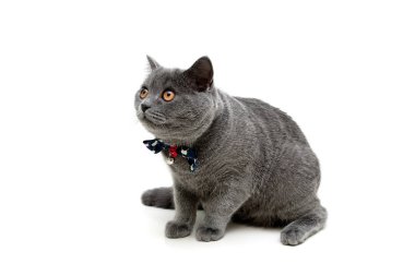 Beyaz zemin üzerinde bir yay ile gri kedi yavrusu.