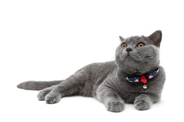 Beyaz arka planda Gri kedi yakın çekim