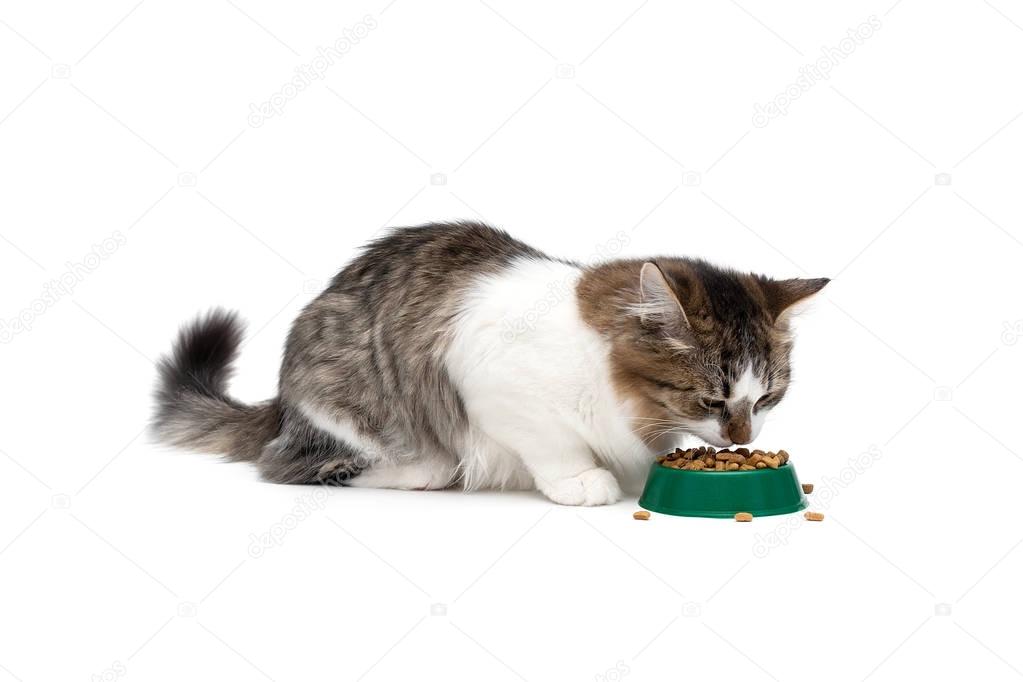 Fluffy cat eating dry food on a white background.