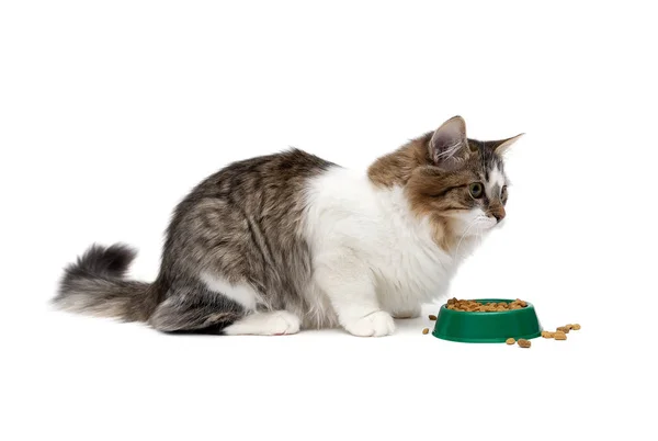 Gato esponjoso sentado cerca de un tazón con comida sobre un fondo blanco . — Foto de Stock