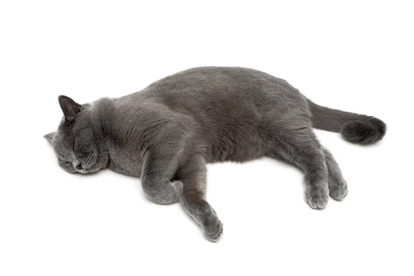 Vacker grå katt sover på en vit bakgrund. — Stockfoto
