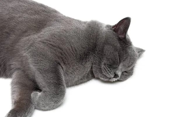 Gatto grigio dormire isolato su sfondo bianco . — Foto Stock