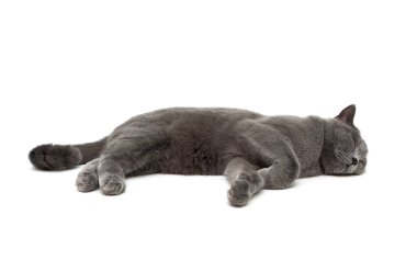 kedi beyaz bir arka plan üzerinde uyuyor