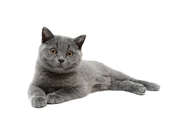 Серый котенок изолирован на белом фоне — стоковое фото