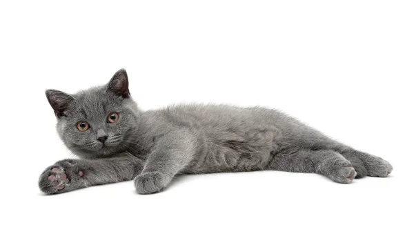 Gattino isolato su sfondo bianco. — Foto Stock