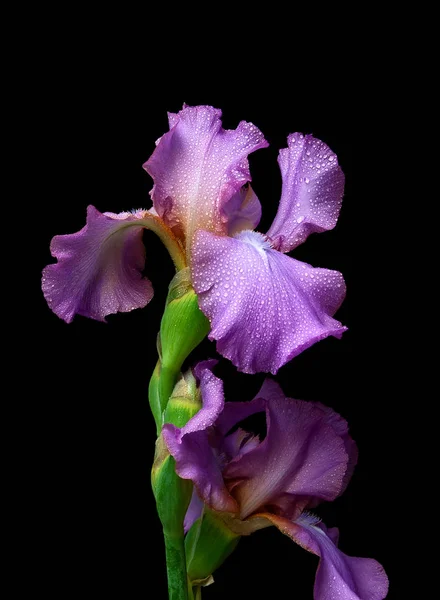 Bloeiende iris op een zwarte achtergrond. — Stockfoto