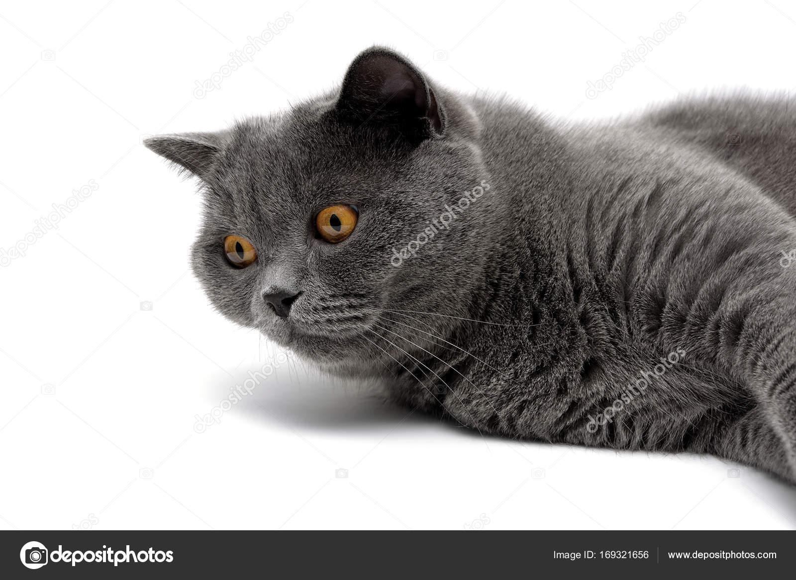 Chat Gris Avec Des Yeux Jaunes Se Trouve Sur Un Fond Blanc