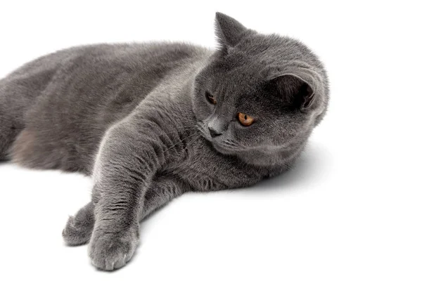 Jonge grijze kat close-up op een witte achtergrond — Stockfoto