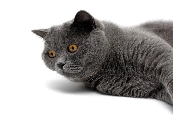 Gray cat with yellow eyes lies on a white background — Stock Photo, Image