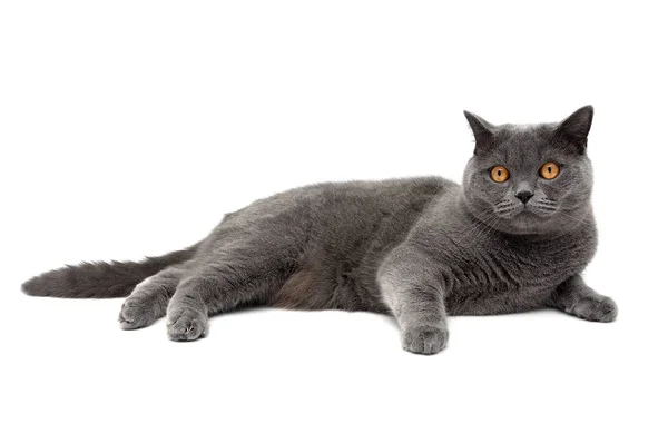 Cat breeds Scottish Straight lies on a white background — Stock Photo, Image