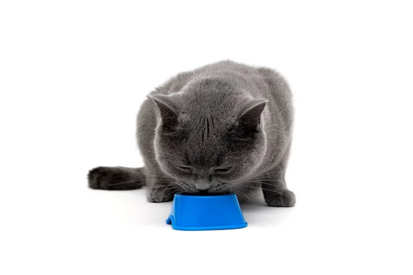 Jonge kat eten uit een kom op een witte achtergrond — Stockfoto