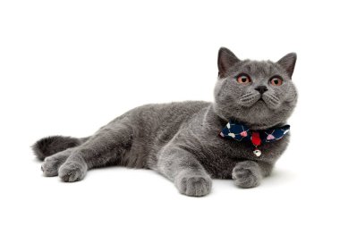 Beyaz arka plan üzerinde izole genç güzel kedi