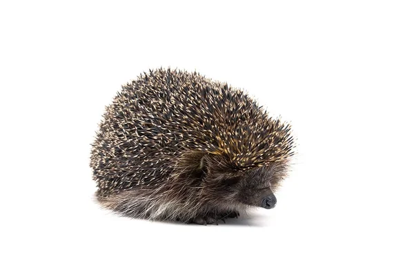 Små hedgehog isolerad på vit bakgrund — Stockfoto