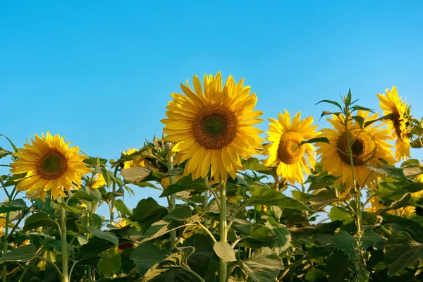 Sunflowers against the blue sky — Stock Photo, Image