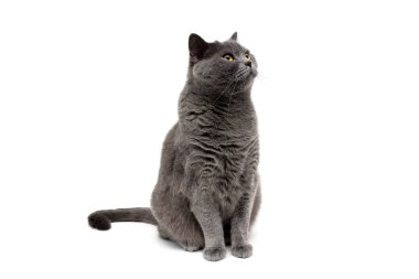 Gri kedi beyaz arkaplanda izole edildi