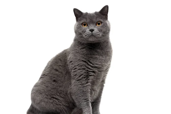 Hermoso gato con ojos amarillos sobre un fondo blanco — Foto de Stock