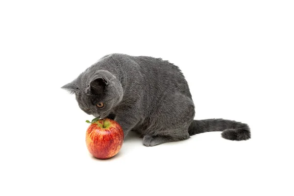 Gatito gris sentado cerca de una manzana sobre un fondo blanco — Foto de Stock