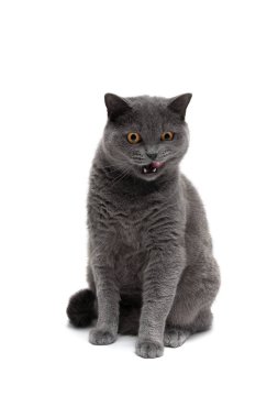 İskoç doğurmak beyaz arka plan üzerinde izole kedi