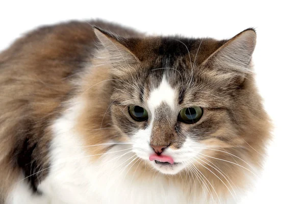 Портрет пушистой кошки на белом фоне — стоковое фото